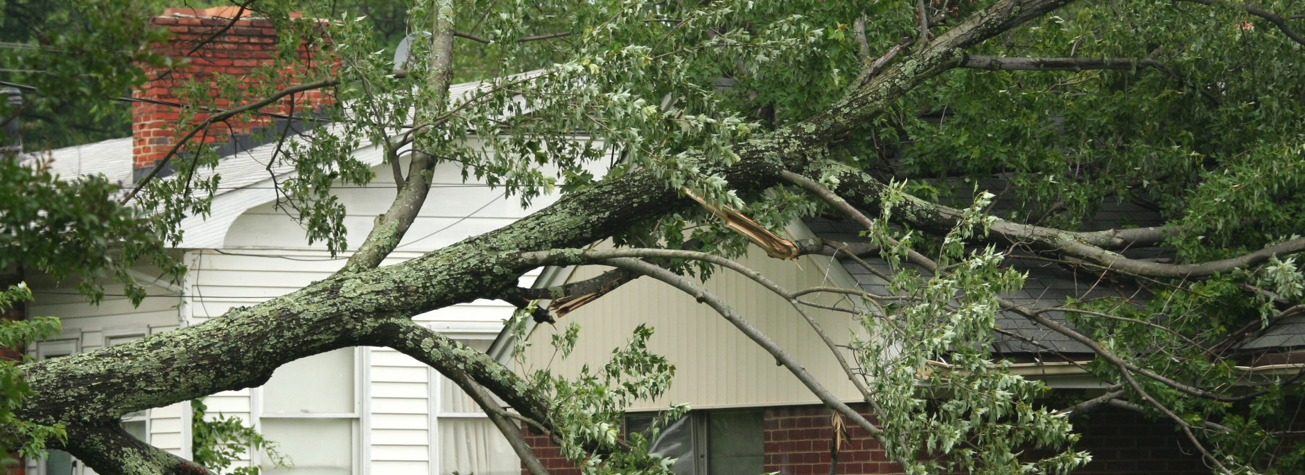 Dealing with Tree Damage: A Guide for Homeowners