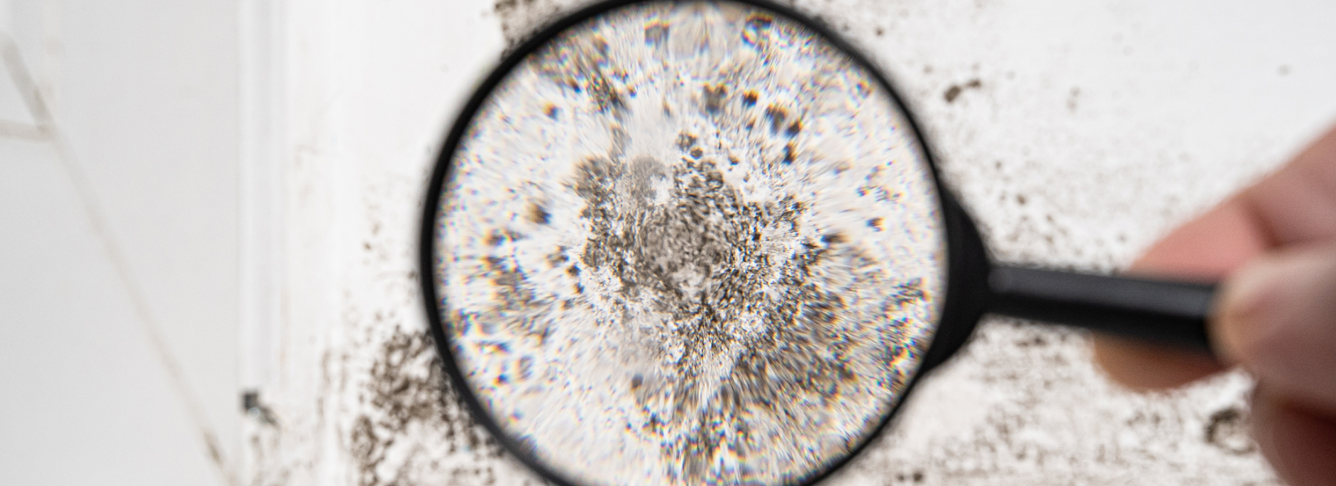 How to Identify and Treat Mould in  Your Home