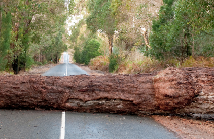 Removal of Fallen Trees & debris